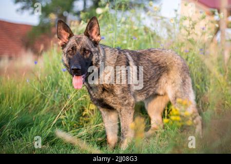 Deutscher Schäferhund (Elsässer) steht Stockfoto
