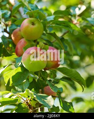 Schöne reife Äpfel bereit, geerntet zu werden, wächst in einem Garten im Hinterhof. Köstliche Früchte auf einem Baum, der als Bio und frisch gepflückt werden kann Stockfoto