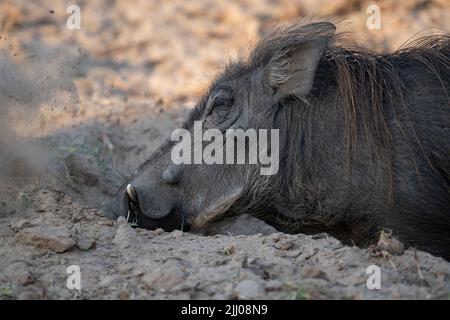 Sambia, South Luangwa National Park. Warthog (WILD: Phacochoerus africanus) männliche Grabung. Stockfoto