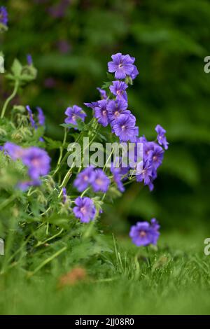 Nahaufnahme von purpurnen Geranien, die im grünen Gras mit verschwommenem grünem Hintergrund blühen. Atemberaubende Haufen von hellen Wiesenblumen wachsen auf der Stockfoto