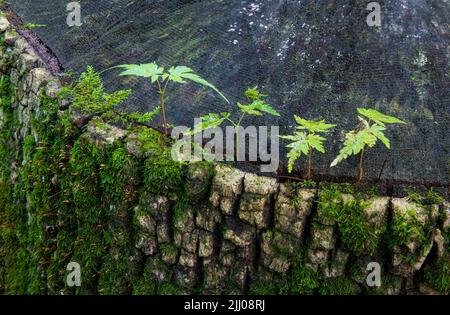 Japanische Ahornkeimlinge (Acer palmatum), die aus einem Riss im Stumpf eines alten Baumes wachsen. Stockfoto