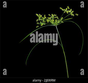 Gelbe Muskatnuss (Cyperus esculentus) mit Blättern und Samenköpfen. Stockfoto