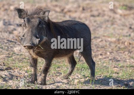 Sambia, South Luangwa National Park. Warthog (WILD: Phacochoerus africanus) männlich. Stockfoto