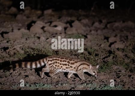 Sambia, South Luangwa National Park. Großfleckiger Genet (Genetta tigrina) bei Nacht. Stockfoto