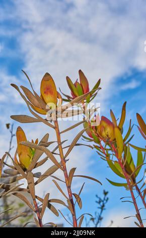 Unter trockenem Nadelkissen befinden sich protea-Pflanzen auf blauem Wolkenhimmel-Hintergrund mit Kopierfläche. Indigene südafrikanische Blüten mit Nachwachsen im frühen Frühjahr in an Stockfoto