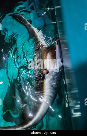 Krampffische, die im Aquarium aus dem blauen Wasser schauen. Stingray schwimmt unter blauem Wasser und springt aus dem Wasser. Stockfoto