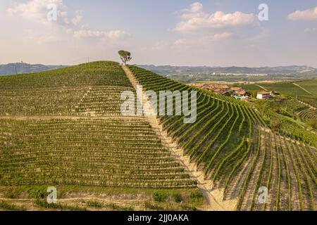 Wunderschöne Hügel und Weinberge rund um das Dorf La Morra in der Region Langhe. Cuneo, Piemont, Italien Stockfoto