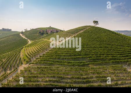 Wunderschöne Hügel und Weinberge rund um das Dorf La Morra in der Region Langhe. Cuneo, Piemont, Italien Stockfoto