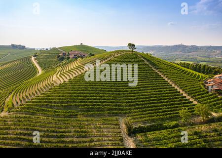 Wunderschöne Hügel und Weinberge rund um das Dorf La Morra in der Region Langhe. Cuneo, Piemont, Italien Stockfoto