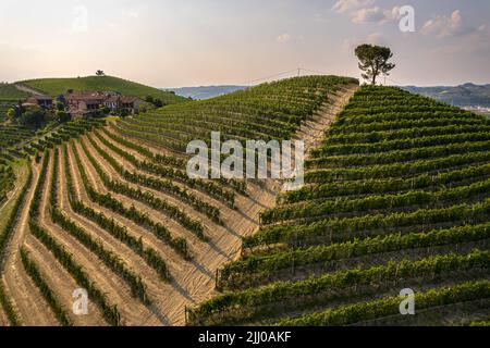 Wunderschöne Hügel und Weinberge rund um das Dorf La Morra in der Region Langhe. Cuneo, Piemont, Italien Stockfoto