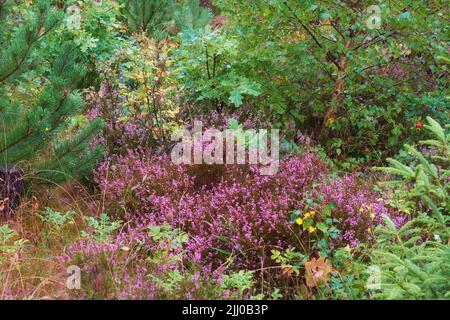 Schottische Heidekraut blüht in einem Wald mit Kiefern und anderen Pflanzenarten. Üppiges grünes Feld mit verschiedenen blühenden Büschen in einem Garten Stockfoto