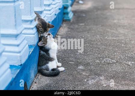 Zwei kleine Kätzchen, die im Freien gegeneinander kämpfen. Stockfoto