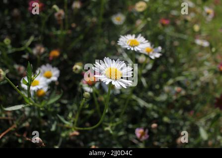 Kleine Blumen sind in meinem Gartenrasen immer vorhanden Stockfoto