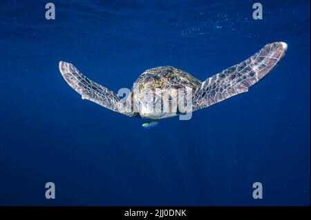 Eine grüne Meeresschildkröte, die an der Andamanensee / Thailand vorbei schwimmt Stockfoto