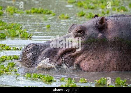 Sambia, South Luangwa National Park. Hippopotomus-Fressen (WILD: Hippopotamus amphibius) Stockfoto