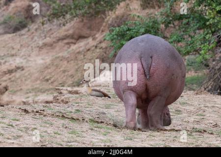 Sambia, South Luangwa National Park. Hippopotomus aus dem Wasser mit ägyptischer Gans (WILD: Hippopotamus amphibius) Stockfoto