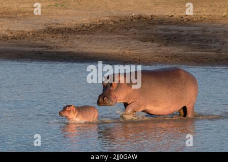 Sambia, South Luangwa National Park. Hippopotomus Mutter und Baby im Fluss (WILD: Hippopotamus amphibius) Stockfoto