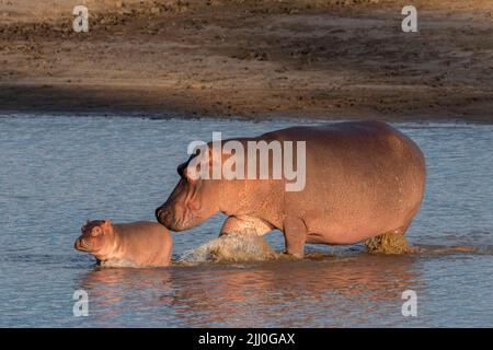 Sambia, South Luangwa National Park. Hippopotomus Mutter und Baby im Fluss (WILD: Hippopotamus amphibius) Stockfoto