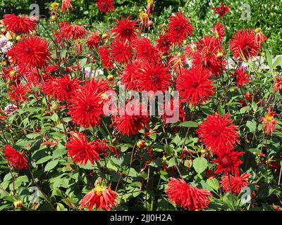 Roter Kaktus Dahlien blüht in einem Garten Stockfoto