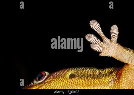 Nahaufnahme der Unterseite des Fußes eines Goldstaub-Taggeckos, Phelsuma laticauda, Hawaii. Stockfoto