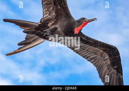 Fregata ist ein herrlicher Fregatenvögel, der über die Insel Santa Cruz, den Galapagos Archipel, Ecuador fliegt. Stockfoto