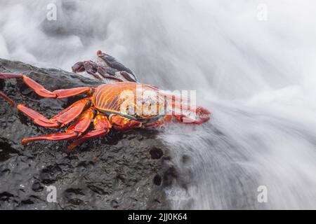 Eine Welle spült über Sally Lightfoot Crab, Graspus graspus, auf der Suche nach Algen in der Gezeitenzone zu speisen, Isla Santa Cruz, Galapagos. Stockfoto