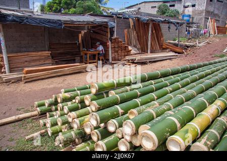 In der Stadt Puerto Ayora auf der Insel Santa Cruz, Galapagos, Equador, Bambus zum Verkauf als Baumaterial schneiden. Stockfoto