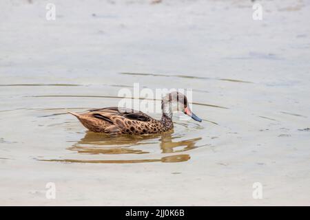 Ausgewachsener Galapagos-Weißwanzschwanz, Anas bahamensis galapagensis, in einem schlammigen Teich auf der Insel Santa Cruz, Galapagos, Ecuador. Dies ist ein endemischer Subs Stockfoto