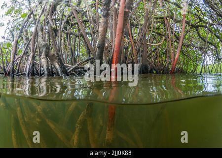 Eine geteilte Ansicht von Mangroven vor der Insel Yap in Mikronesien. Stockfoto