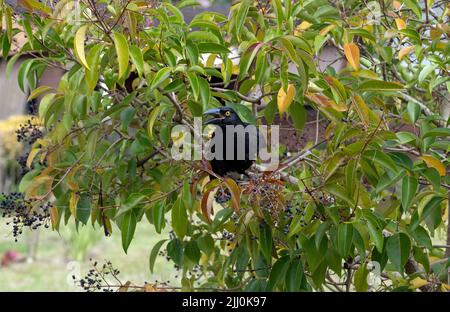 Ein australischer, gestauter Currawong (Strepera graculina), der in Sydney, NSW, Australien, Früchte auf einem Baum isst (Foto: Tara Chand Malhotra) Stockfoto