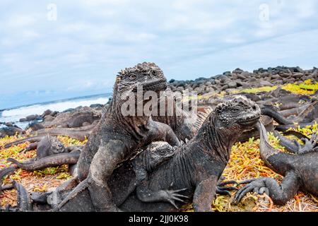 Diese Meeresiguane, Amblyrhynchus cristatus, wurden kurz nach dem Einimergieren aus dem Meer fotografiert, nachdem sie am Morgen unter Wasser Algen gefüttert hatten. Stockfoto