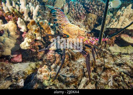 Der gebänderte Langusten, Panulirus marginatus, ist eine endemische Art. Hawaii. Stockfoto