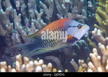 Dies ist die terminale männliche Phase des Slingjaw Lippes, Epibulus insidiator, Yap, Mikronesien. Der Slingjaw-Lippfisch erhält seinen Namen von seinem hoch protruen Stockfoto