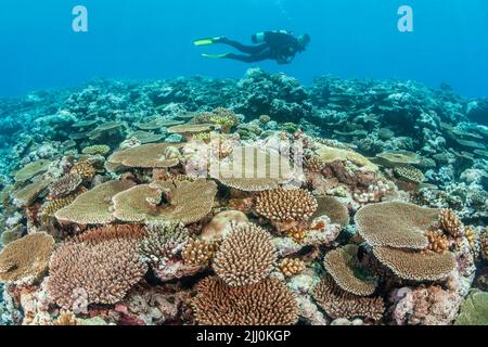 Taucher (MR) über verschiedenen Steinkorallen auf einem Riff vor der Insel Yap, Mikronesien. Stockfoto