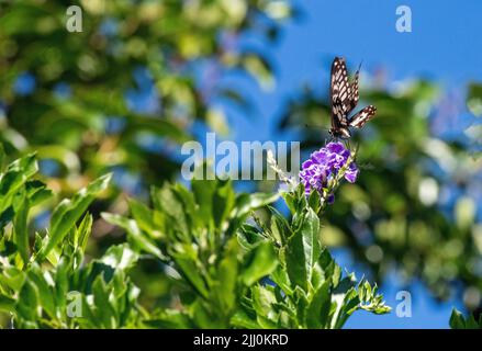 Ein Schmetterling schlürft Nektar aus einer Blume in Sydney, NSW, Australien (Foto: Tara Chand Malhotra) Stockfoto