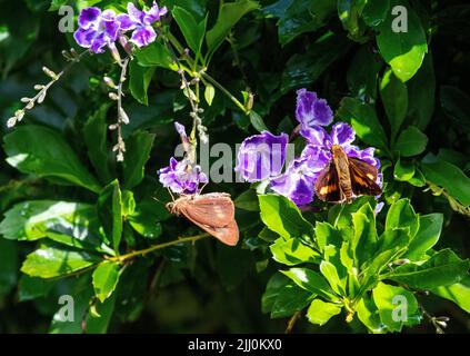 Zwei Schmetterlinge schlürfen Nektar aus einer Blume in Sydney, NSW, Australien (Foto: Tara Chand Malhotra) Stockfoto