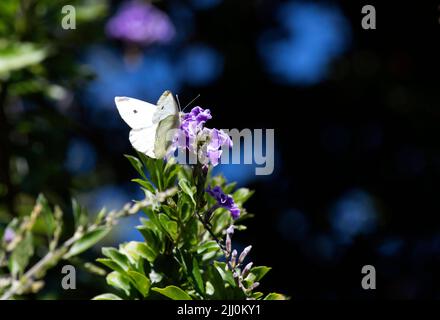 Ein Schmetterling schlürft Nektar aus einer Blume in Sydney, NSW, Australien (Foto: Tara Chand Malhotra) Stockfoto
