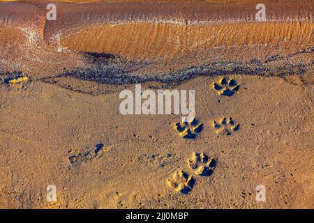 Hundefußabdrücke auf dem Sand. Tierdrucke am Sandstrand Stockfoto