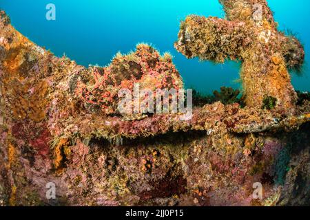 Ein gut getarnter Commerson-Anglerfisch, Antennarius commersoni, thront am Bug des Wracks der Alma Jane vor Sabang Beach, Puerto Galera, Min Stockfoto