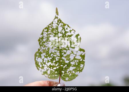 Isoliertes Bild eines Actinidienblattes mit Löchern, die von Raupen gefressen werden. Hochwertige Fotos Stockfoto