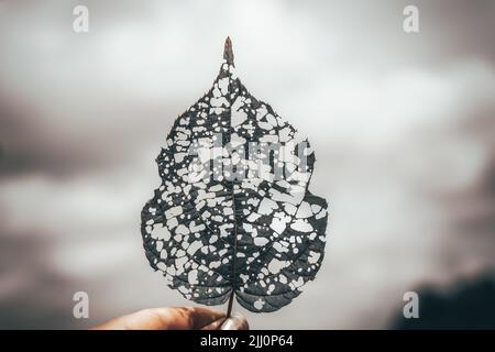 Isoliertes Bild eines Actinidienblattes mit Löchern, die von Raupen gefressen werden. Hochwertige Fotos Stockfoto