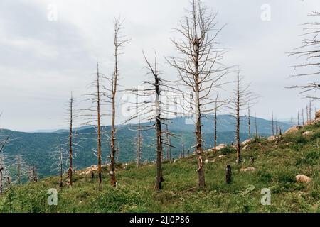 Hohe Berge Russlands, der Berg Falaza mit vom Wind gebrochenen Bäumen, Wald nach einem Brand. Hochwertige Fotos Stockfoto