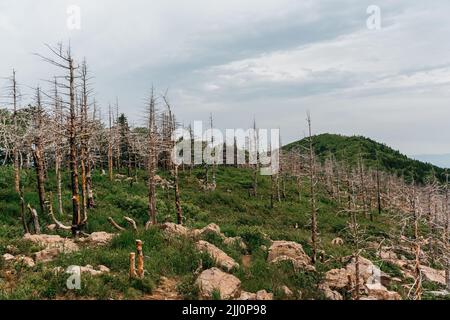 Hohe Berge Russlands, der Berg Falaza mit vom Wind gebrochenen Bäumen, Wald nach einem Brand. Hochwertige Fotos Stockfoto