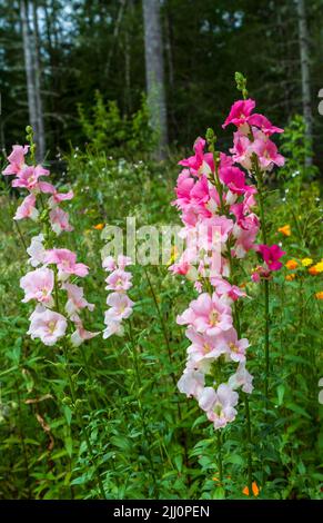 In voller Blüte blühende Snapdragons (Antirrhinum majus) mit Blüten von blass bis tief leuchtend rosa, die in einem Sommergarten wachsen. Stockfoto