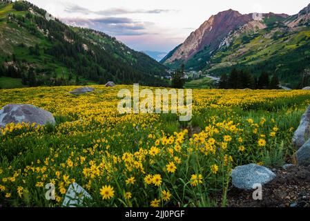 Die gelbe Balsamwurzel schwankt sanft in der Morgenbrise und blickt auf den Skiort Alta, Utah, USA. Höhe über 8000' (2200 m) Stockfoto