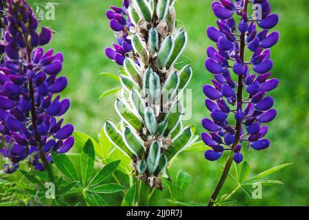 Lupinenpflanze mit Hülsen und Blüten, Lupinus polyphyllus im Sommergarten aus der Nähe Stockfoto