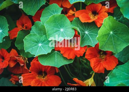 Orangenes Kapuzinerkresse blüht unter grünen Blättern, Tropeolum majus blüht im Garten Stockfoto