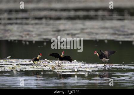 Jacanas mit Kammkammfellkämme, die einen territorialen Streit über lilly-Pads in einem Wasserloch im fernen Norden von Queensland in Australien hatten. Stockfoto