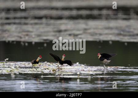 Jacanas mit Kammkammfellkämme, die einen territorialen Streit über lilly-Pads in einem Wasserloch im fernen Norden von Queensland in Australien hatten. Stockfoto