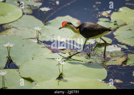 Jacanas mit Kammkammfellkämme, die einen territorialen Streit über lilly-Pads in einem Wasserloch im fernen Norden von Queensland in Australien hatten. Stockfoto